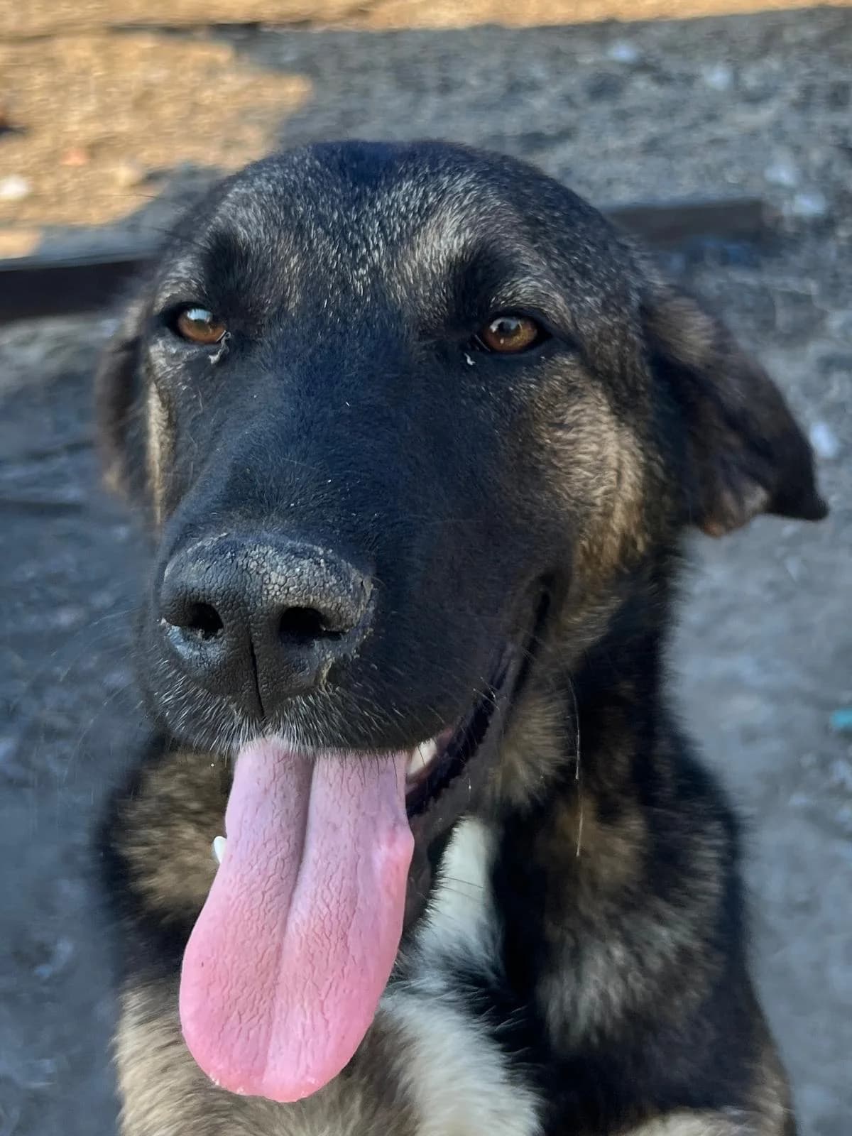 Josy, female Mixed Breed for adoption at Glückshunde Schweiz, Glueckshunde photo 6