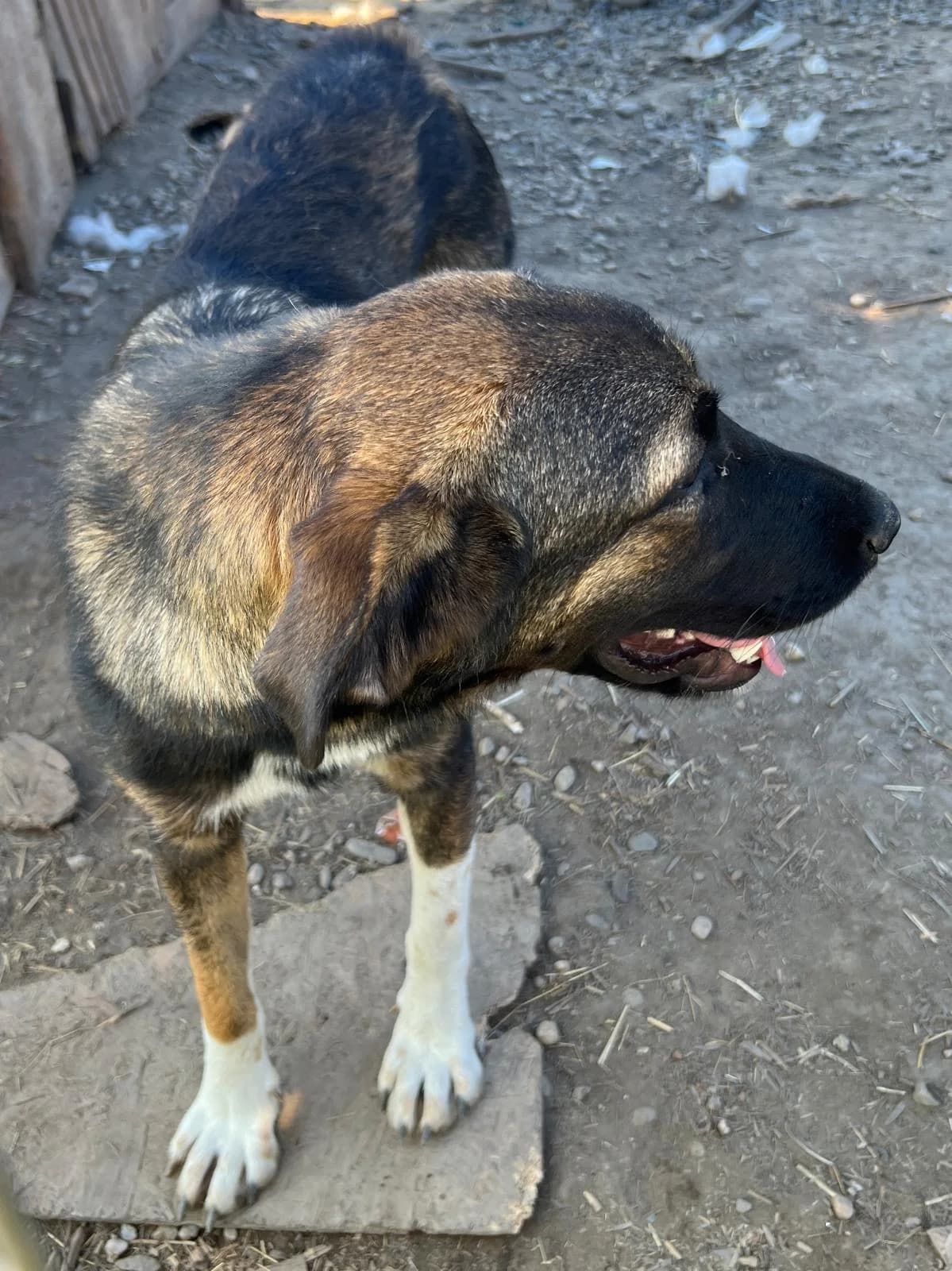 Josy, female Mixed Breed for adoption at Glückshunde Schweiz, Glueckshunde photo 7