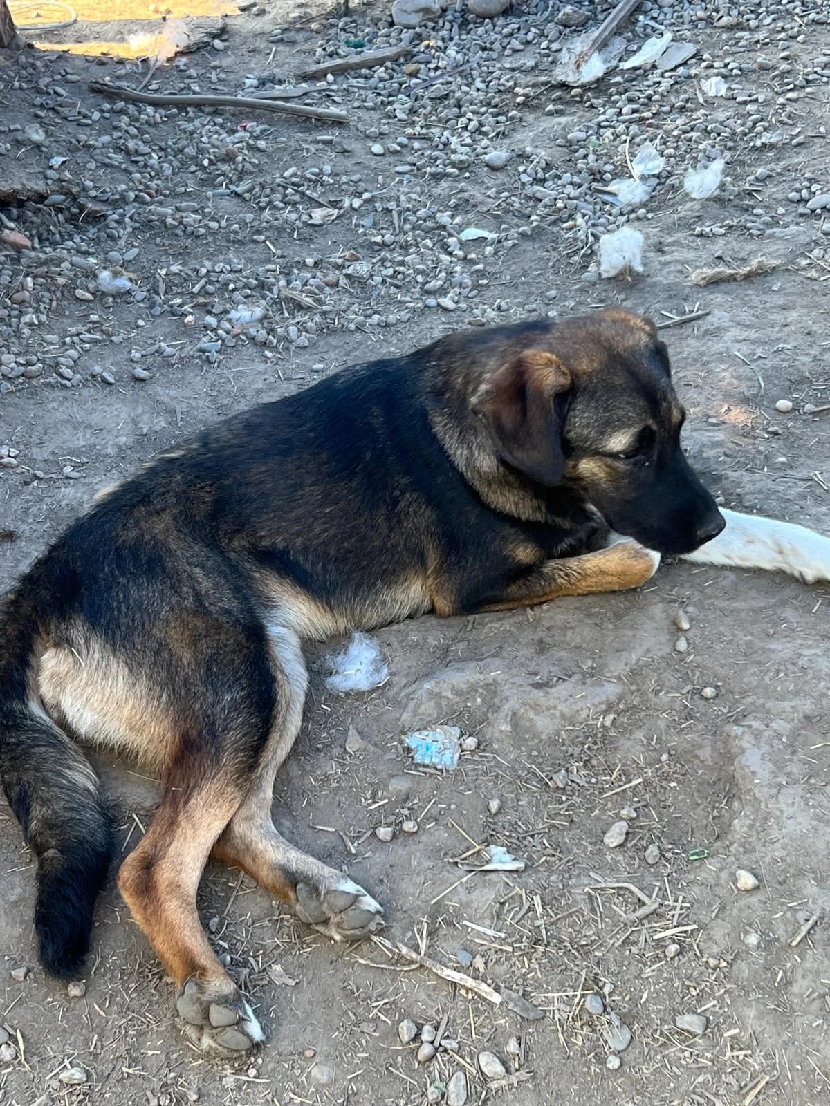 Josy, female Mixed Breed for adoption at Glückshunde Schweiz, Glueckshunde photo 8