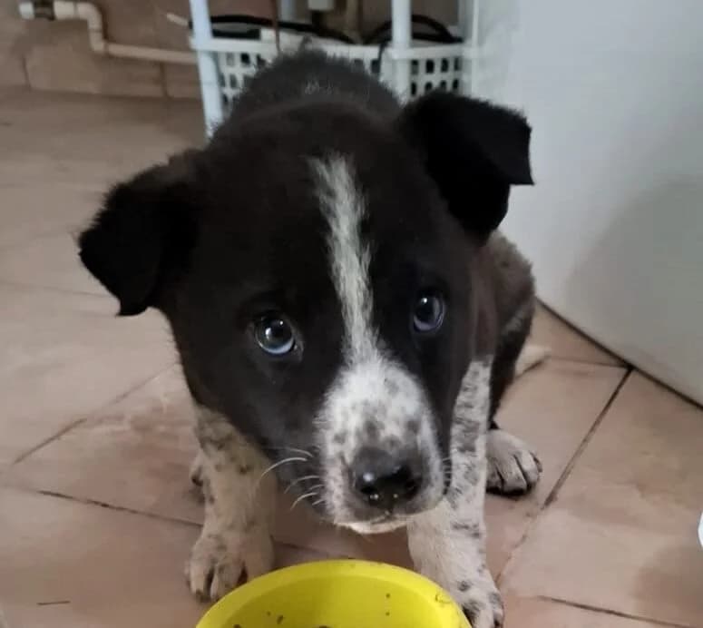 Kimi, male Mixed Breed for adoption at Glueckshunde
