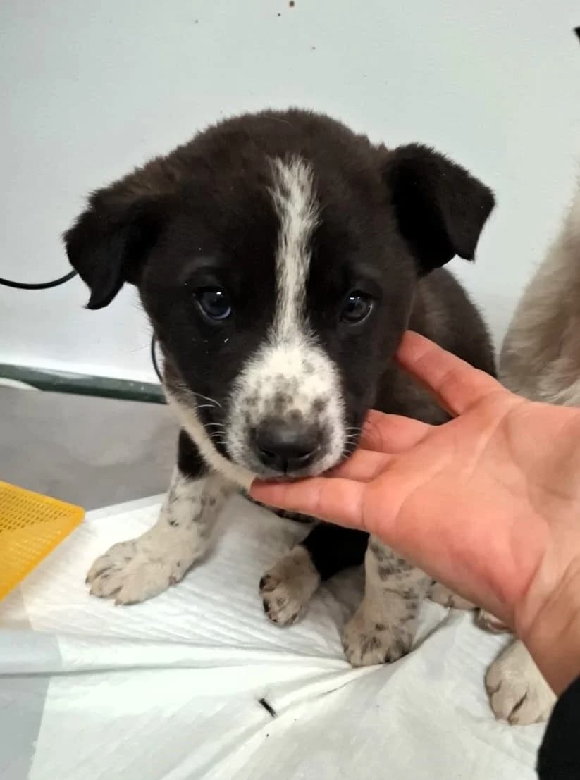 Kimi, male Mixed Breed for adoption at Glückshunde Schweiz, Glueckshunde photo 2