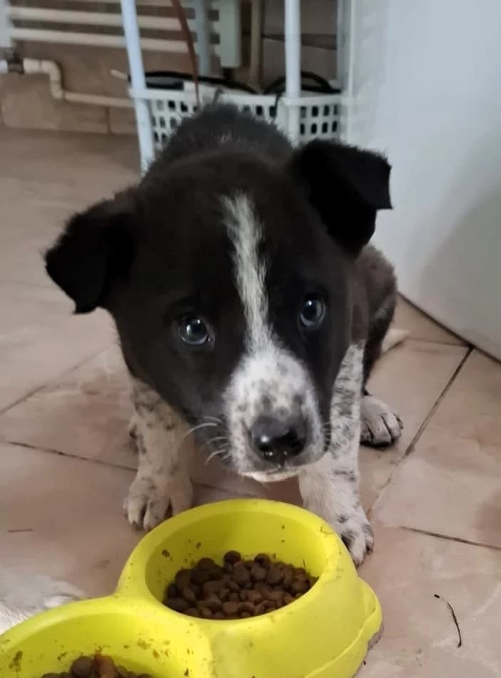 Kimi, male Mixed Breed for adoption at Glückshunde Schweiz, Glueckshunde photo 3