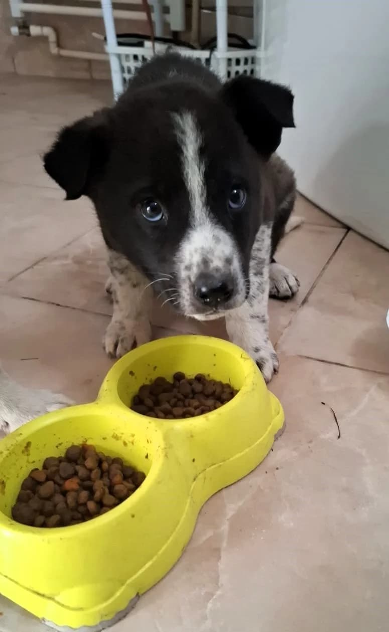 Kimi, male Mixed Breed for adoption at Glückshunde Schweiz, Glueckshunde photo 4