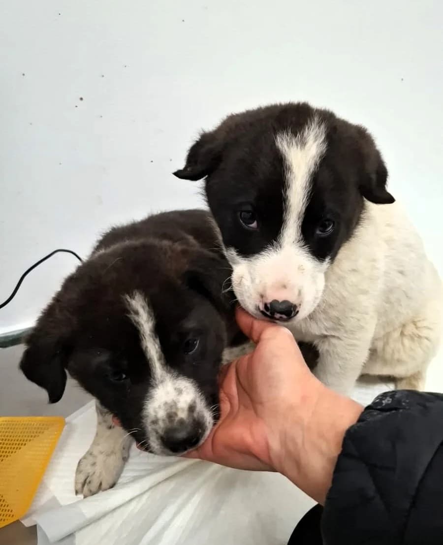 Kimi, male Mixed Breed for adoption at Glückshunde Schweiz, Glueckshunde photo 5