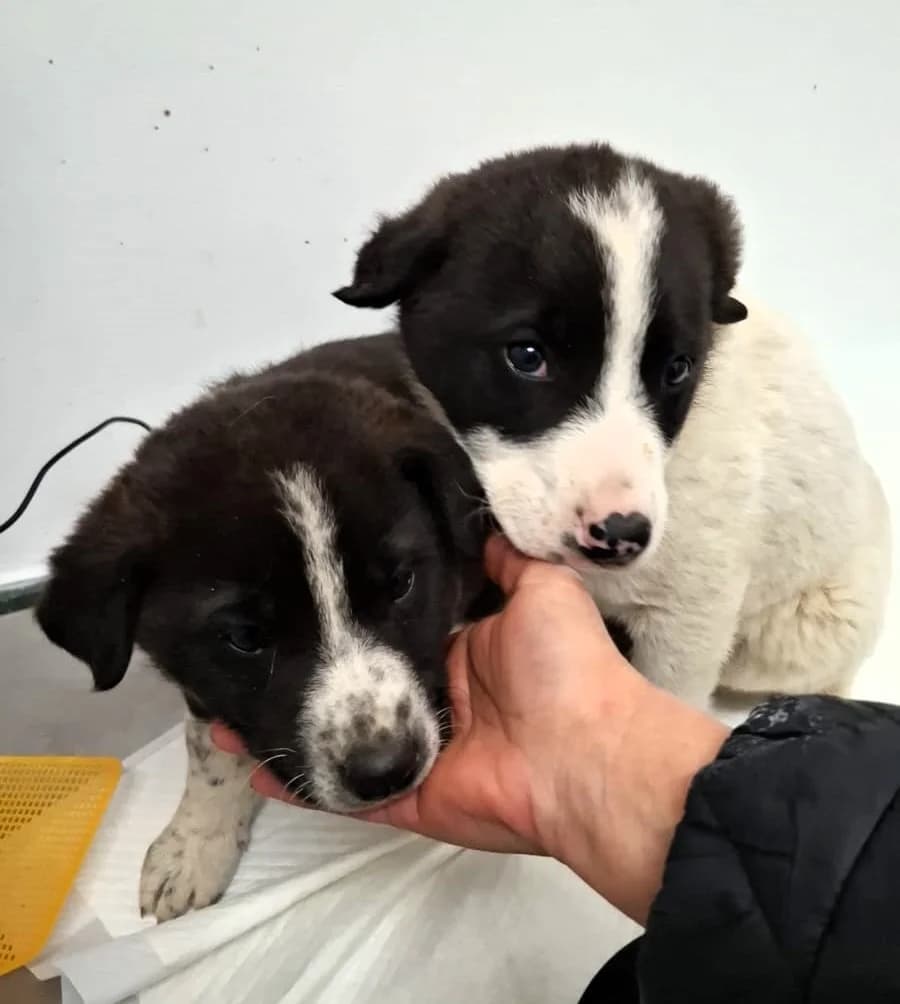 Kimi, male Mixed Breed for adoption at Glückshunde Schweiz, Glueckshunde photo 6