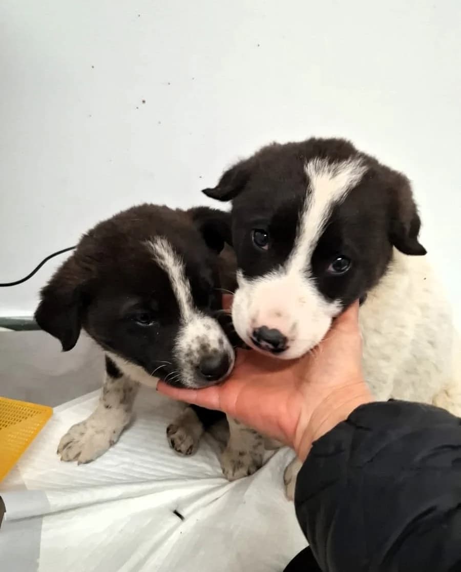 Kimi, male Mixed Breed for adoption at Glückshunde Schweiz, Glueckshunde photo 7