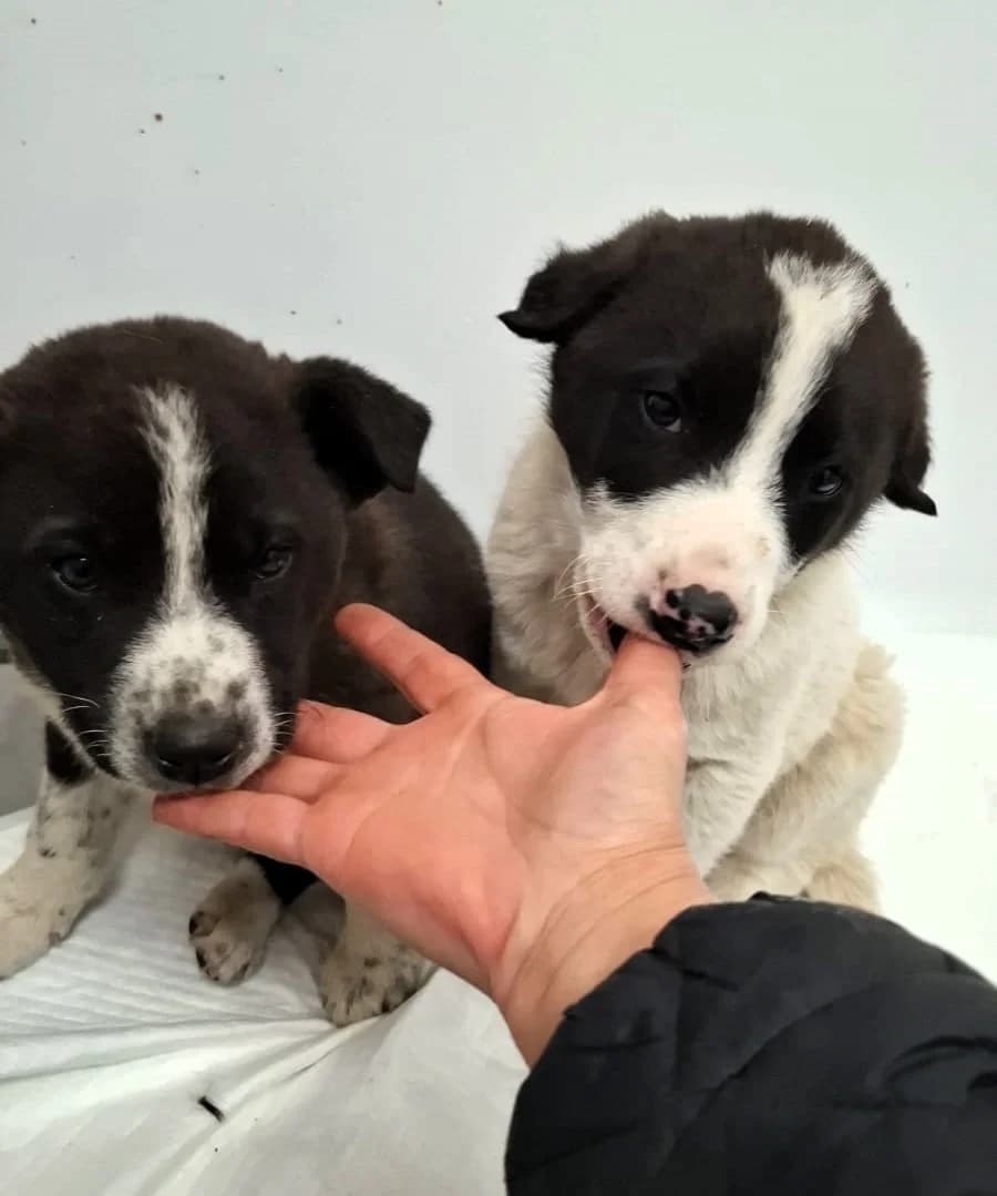 Kimi, male Mixed Breed for adoption at Glückshunde Schweiz, Glueckshunde photo 8