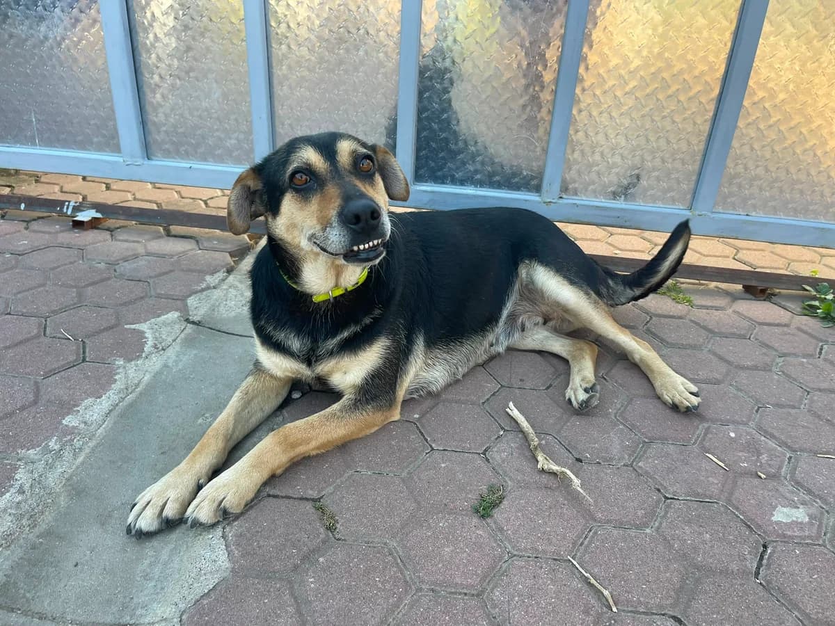 Lady, female 4yo Mixed Breed for adoption at Glückshunde Schweiz, Glueckshunde
