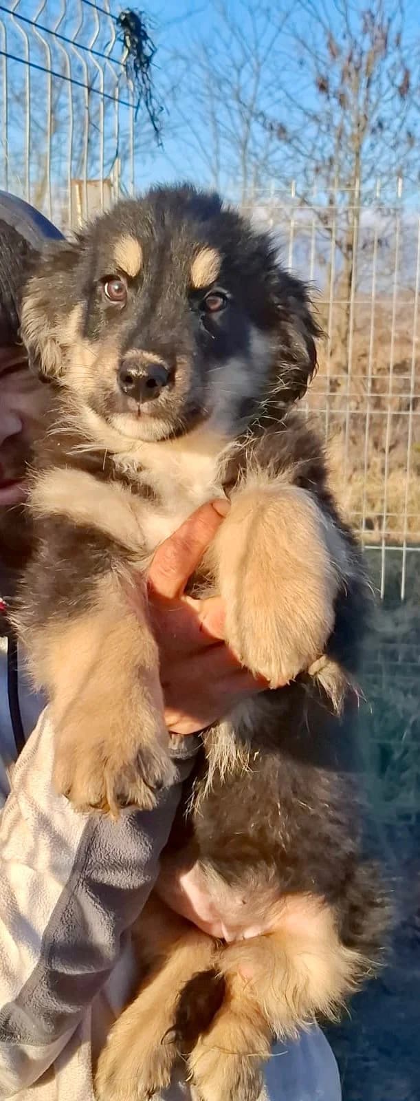 Leika, female Mixed Breed for adoption at Glueckshunde