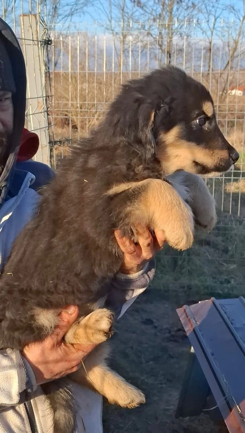 Leika, female Mixed Breed for adoption at Glückshunde Schweiz, Glueckshunde photo 2