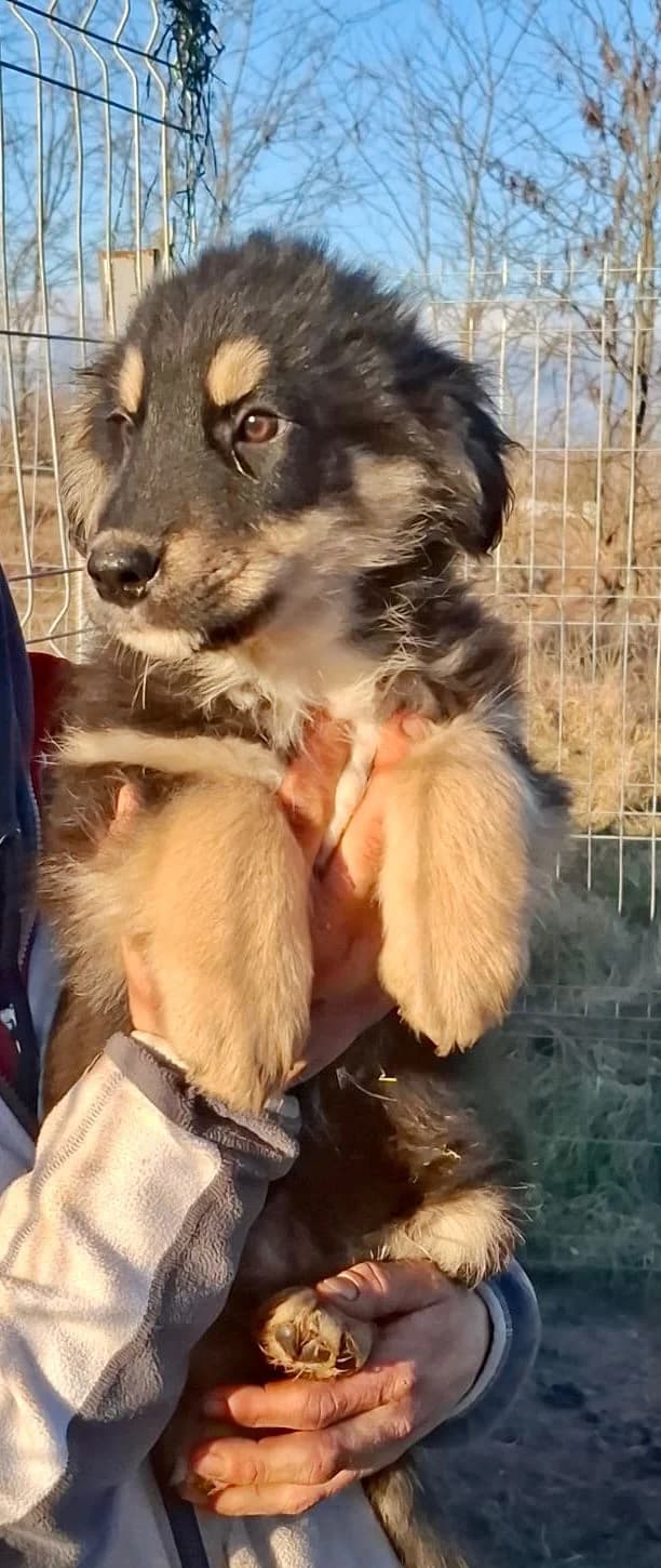 Leika, female Mixed Breed for adoption at Glückshunde Schweiz, Glueckshunde photo 3