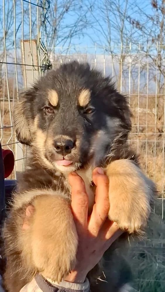 Leika, female Mixed Breed for adoption at Glückshunde Schweiz, Glueckshunde photo 4
