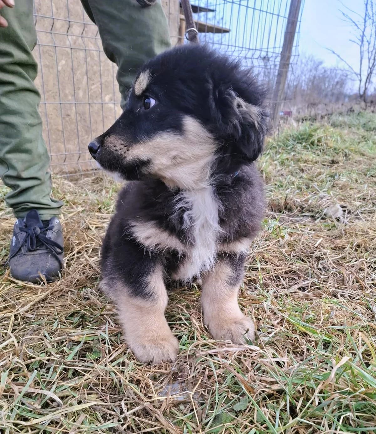 Leika, female Mixed Breed for adoption at Glückshunde Schweiz, Glueckshunde photo 6