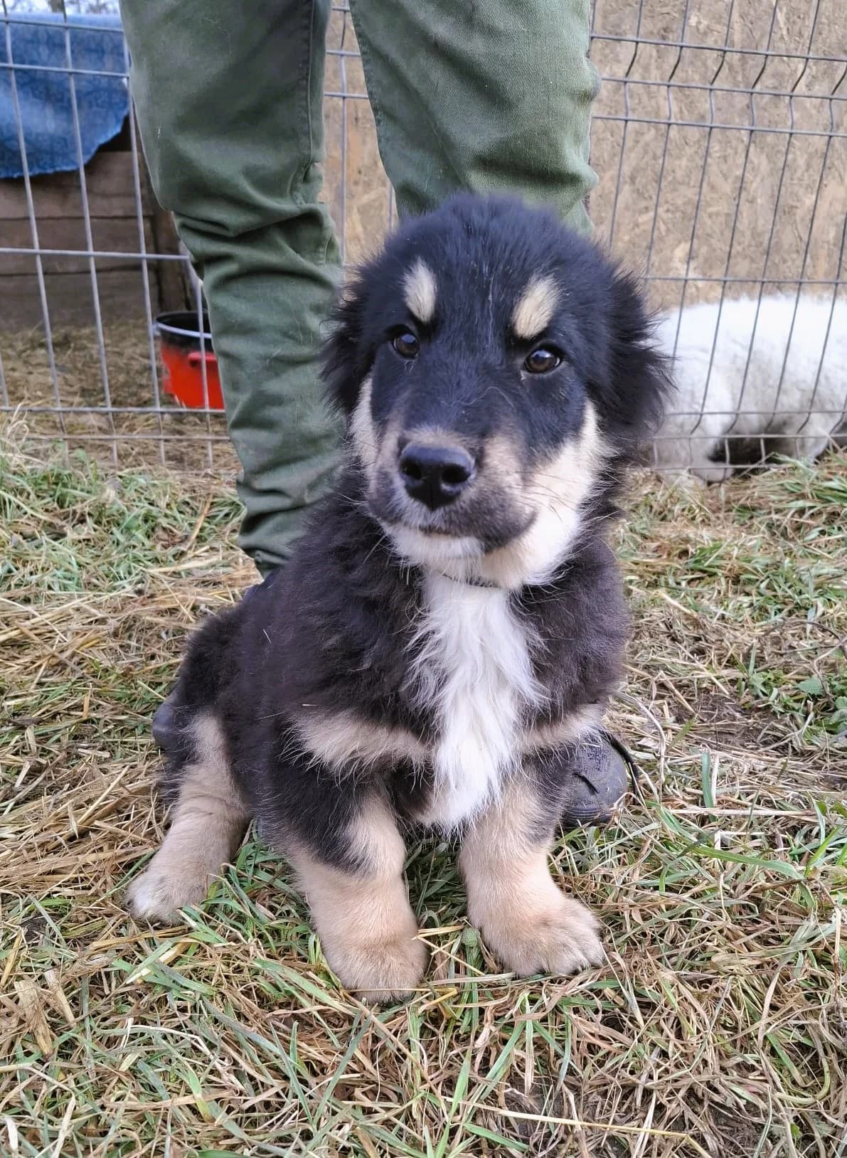 Leika, female Mixed Breed for adoption at Glückshunde Schweiz, Glueckshunde photo 7