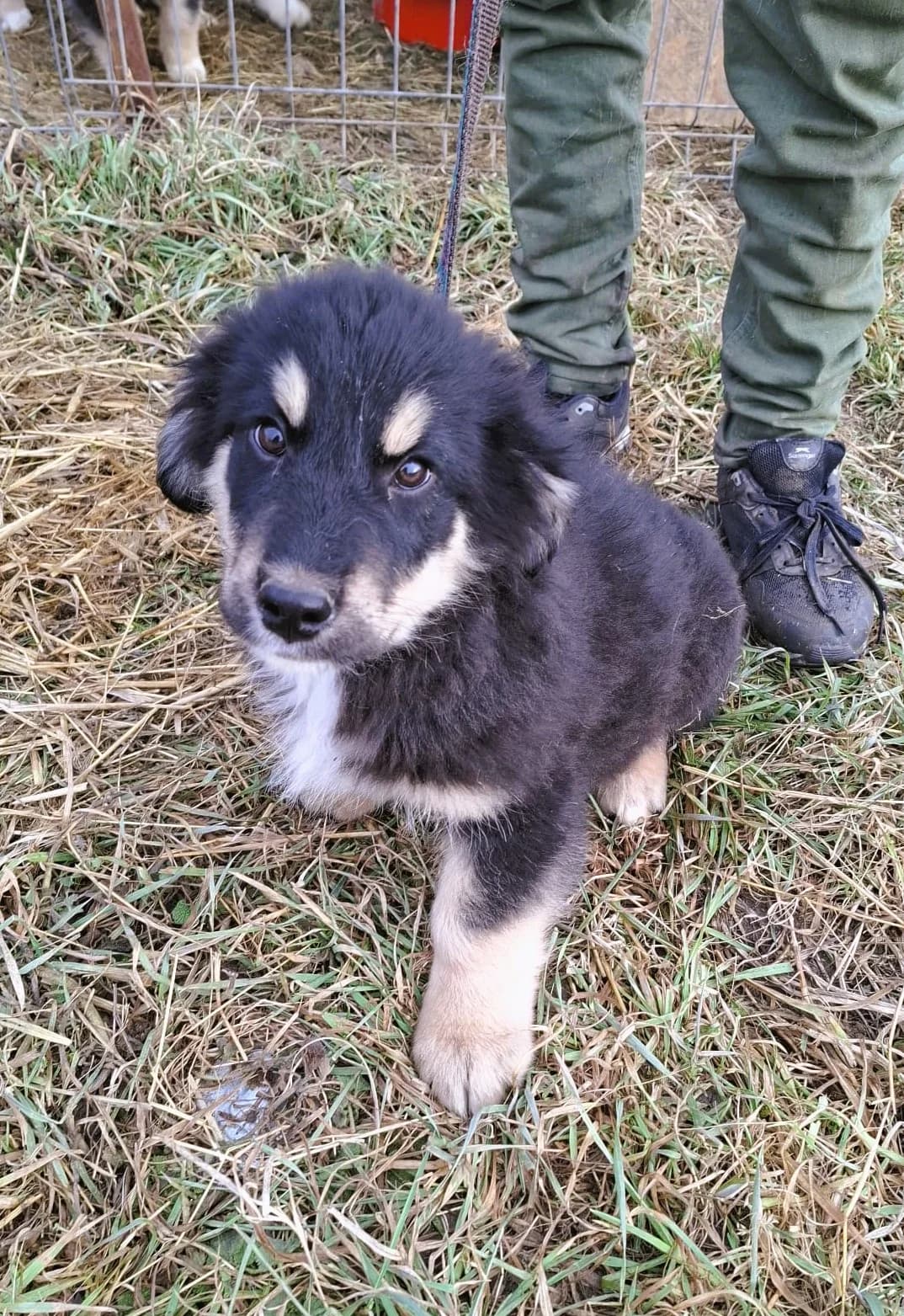 Leika, female Mixed Breed for adoption at Glückshunde Schweiz, Glueckshunde photo 8