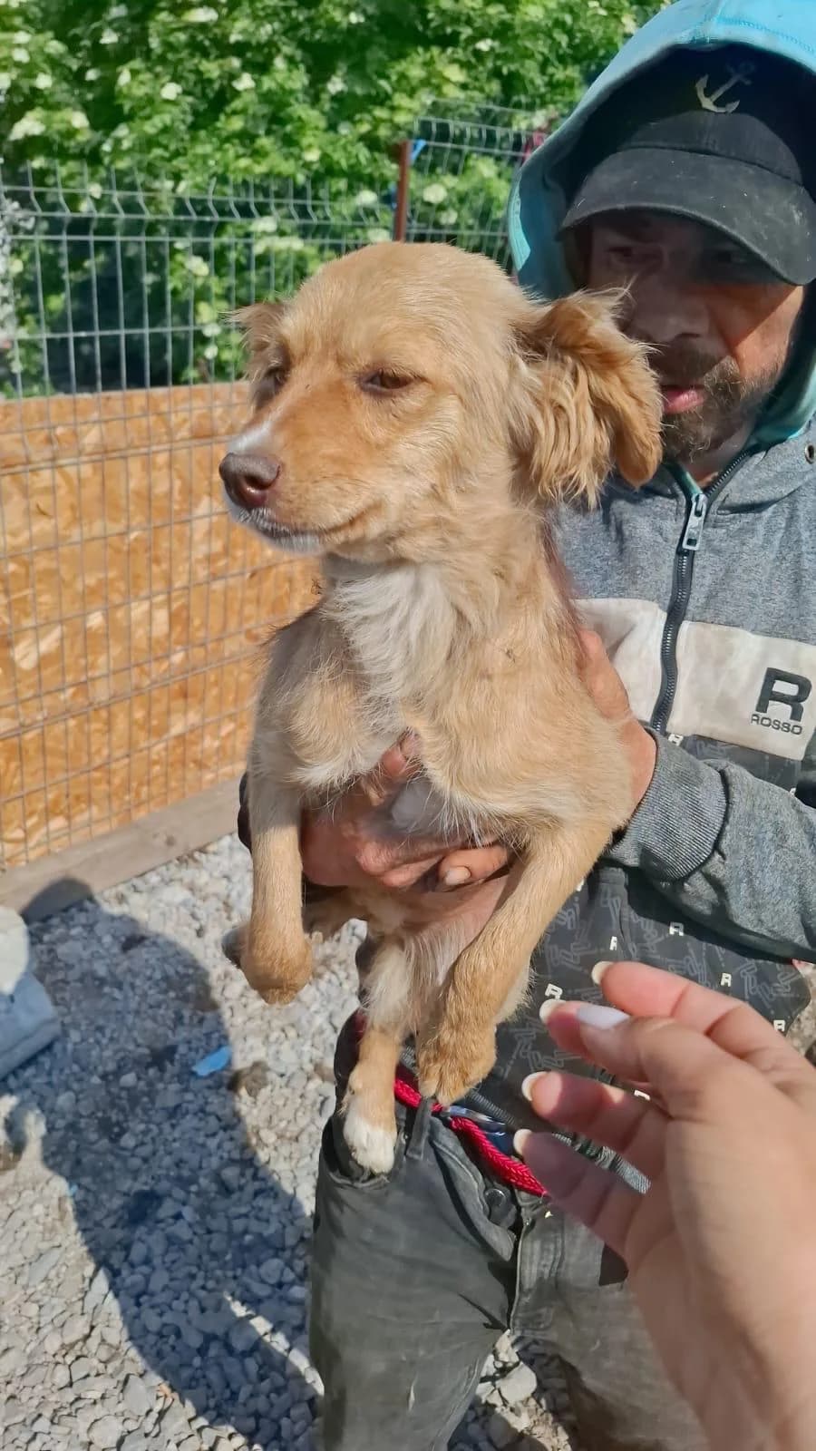 Lilly, female puppy Mixed Breed for adoption at Glückshunde Schweiz, Glueckshunde
