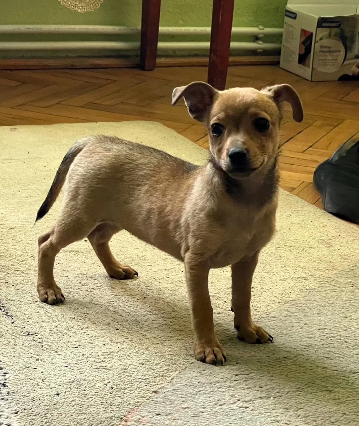 Lilou, female young Mixed Breed for adoption at Glückshunde Schweiz, Glueckshunde