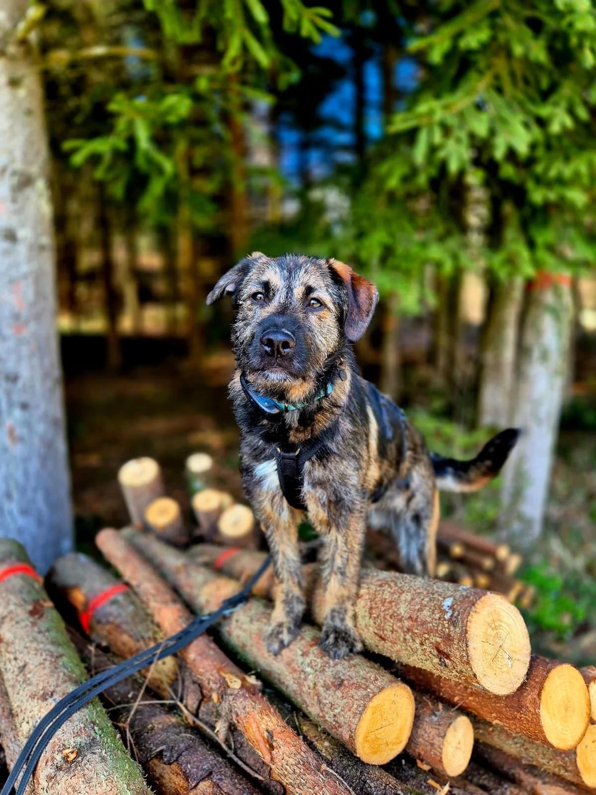 Ravi, male puppy Mixed Breed for adoption at Glückshunde Schweiz, Glueckshunde