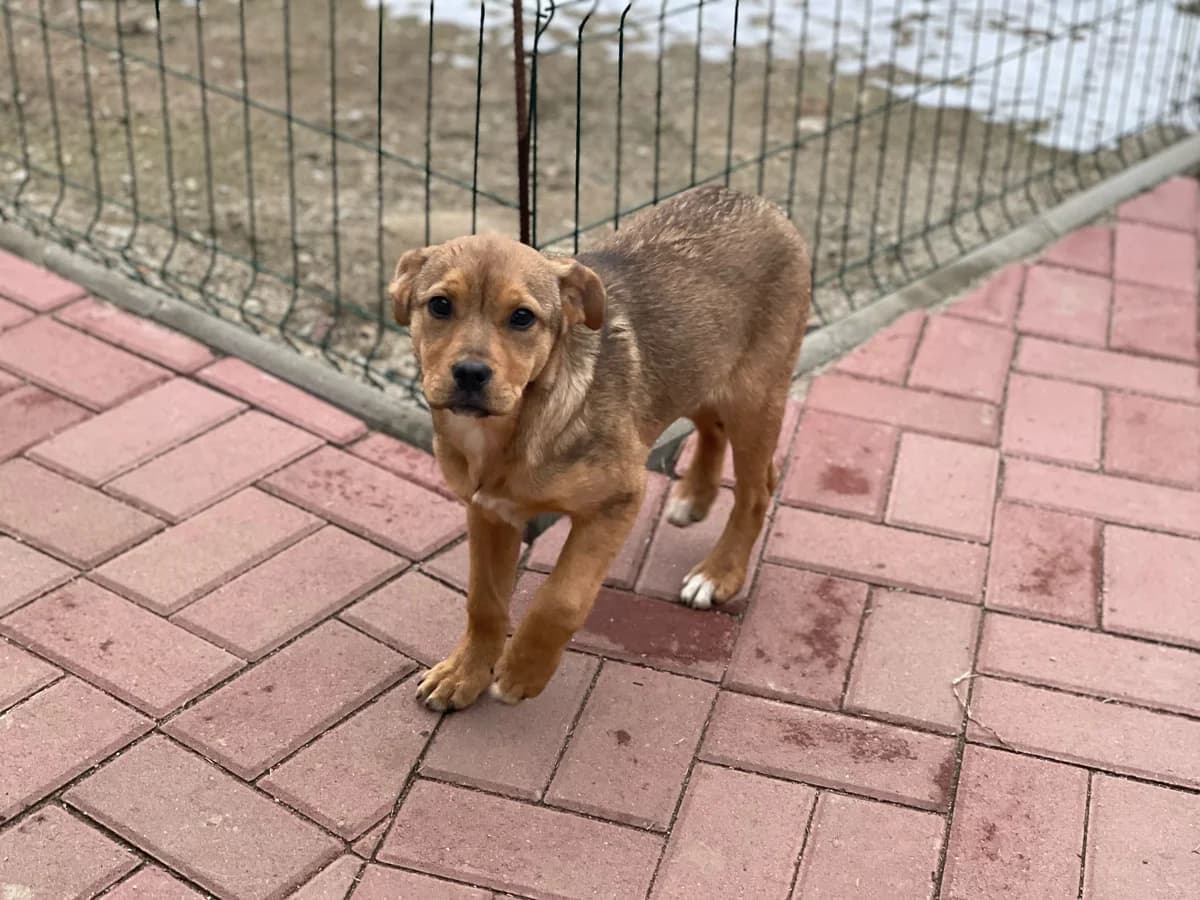 Lore, female young Mixed Breed for adoption at Glückshunde Schweiz, Glueckshunde