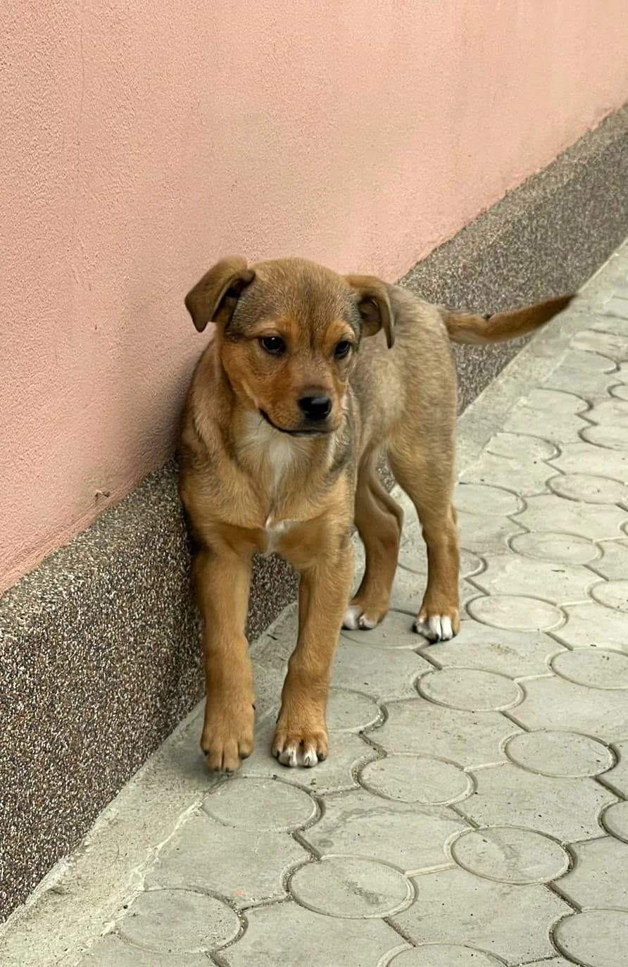 Lore, female Mixed Breed for adoption at Glückshunde Schweiz, Glueckshunde photo 2