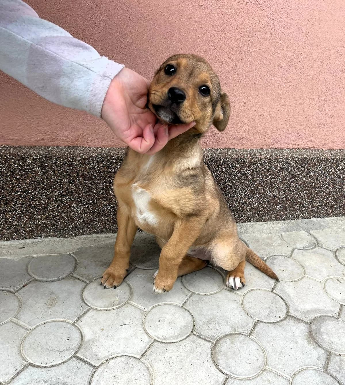 Lore, female Mixed Breed for adoption at Glückshunde Schweiz, Glueckshunde photo 3