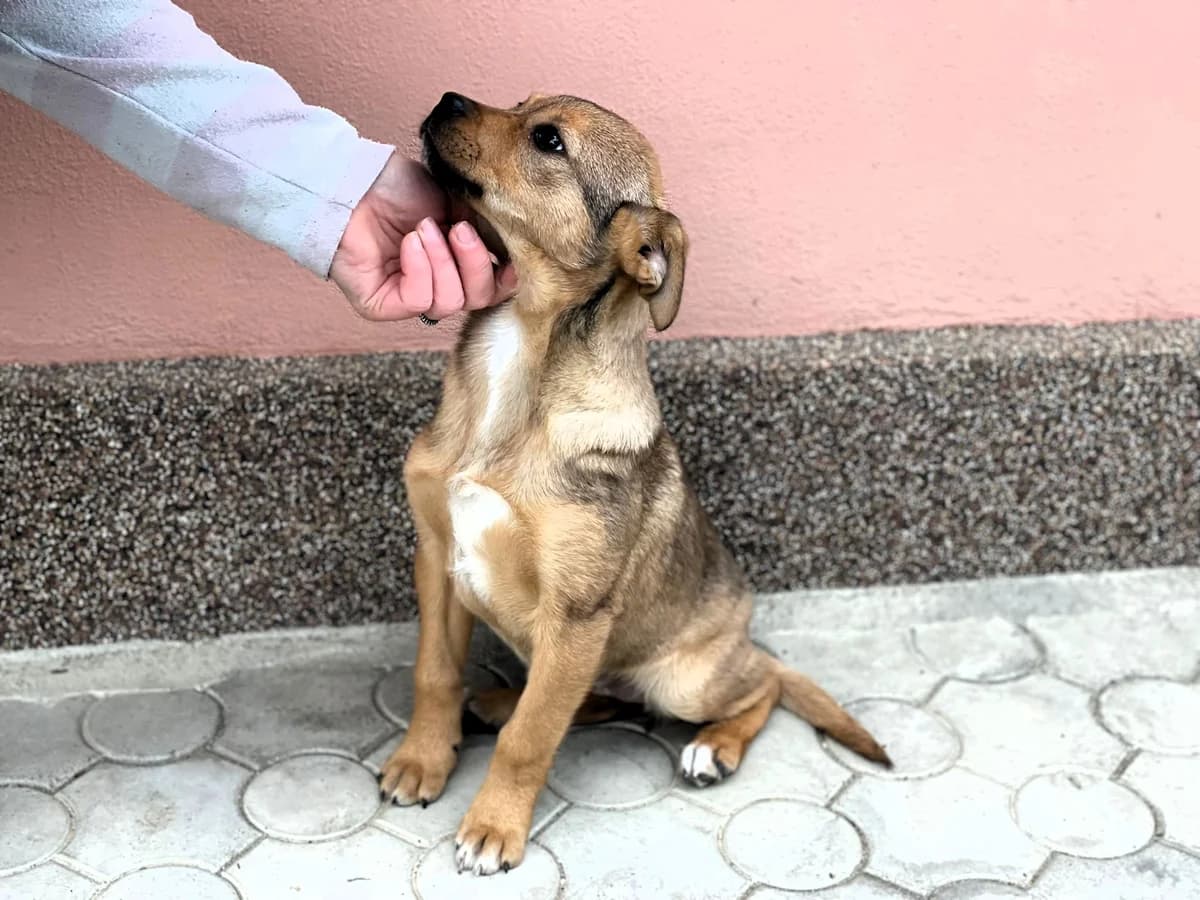 Lore, female Mixed Breed for adoption at Glückshunde Schweiz, Glueckshunde photo 4