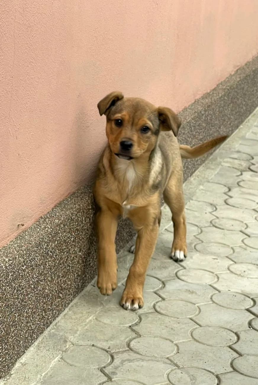 Lore, female Mixed Breed for adoption at Glückshunde Schweiz, Glueckshunde photo 5