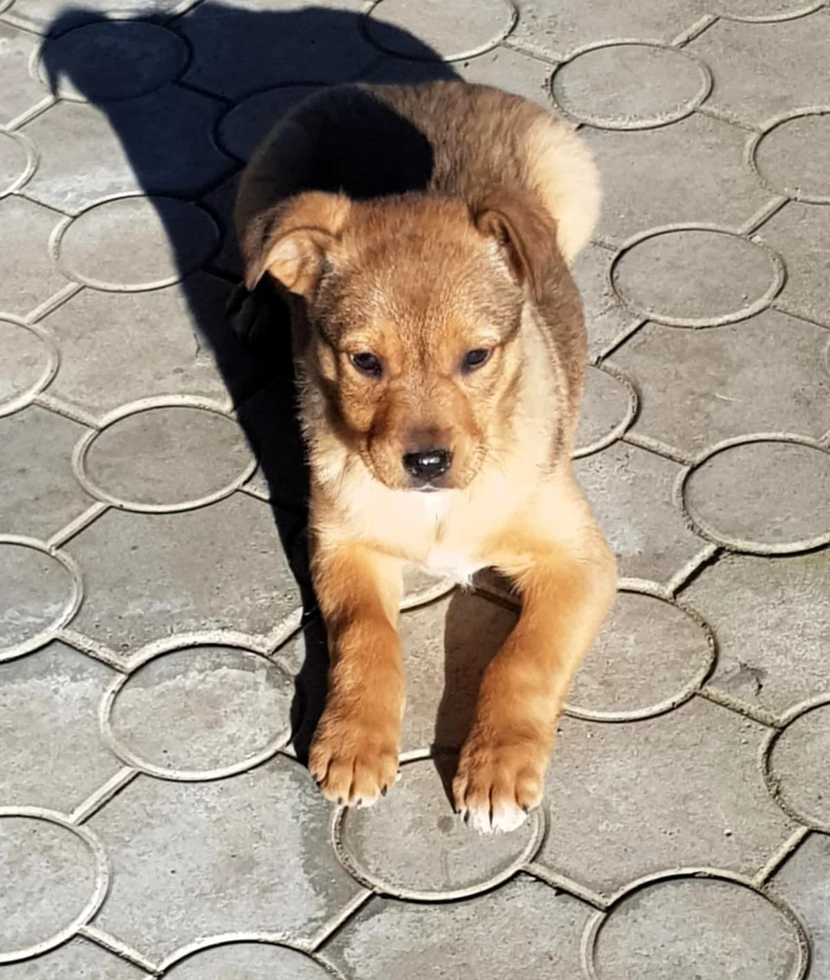 Lore, female Mixed Breed for adoption at Glückshunde Schweiz, Glueckshunde photo 6