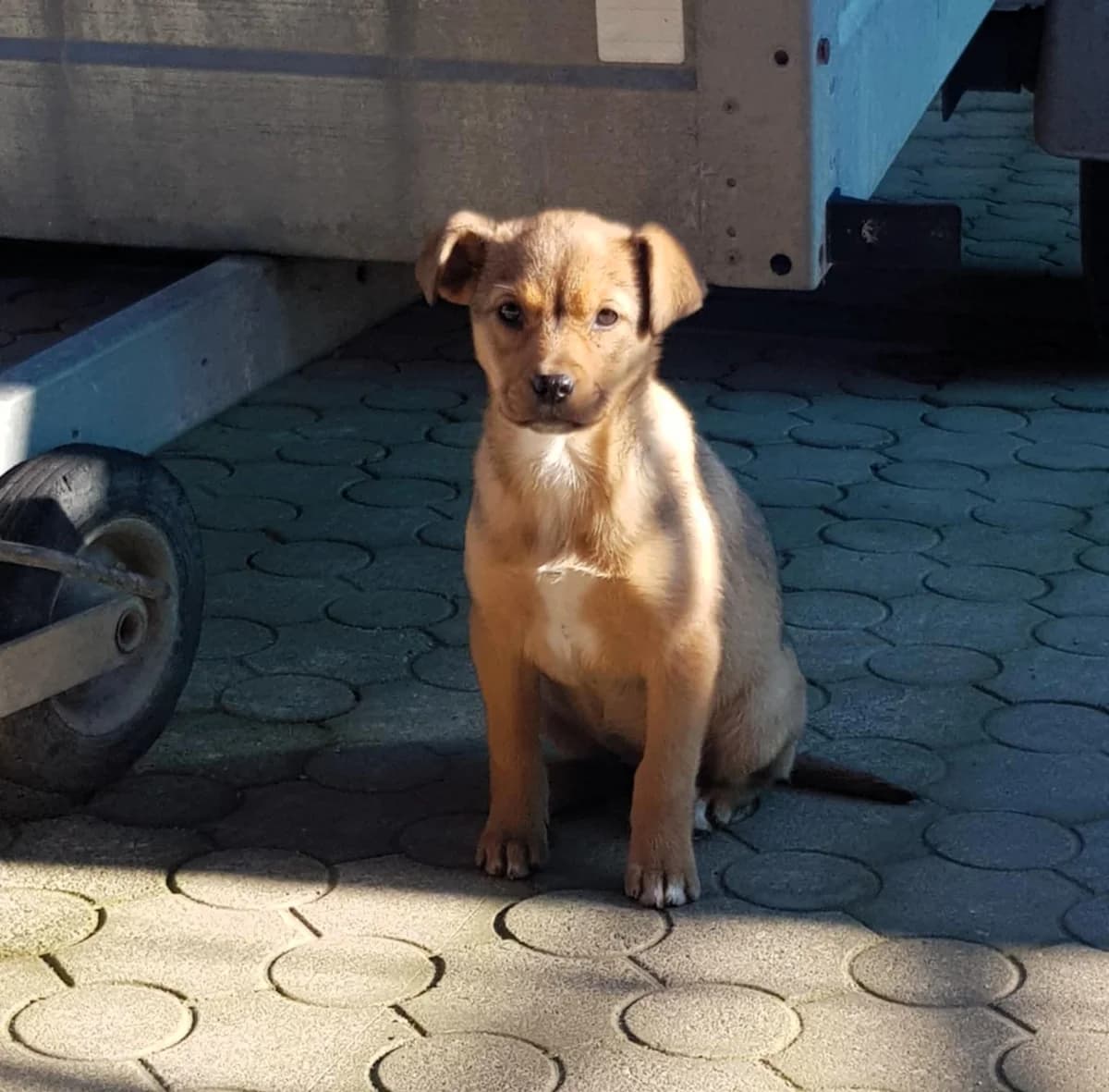 Lore, female Mixed Breed for adoption at Glückshunde Schweiz, Glueckshunde photo 7