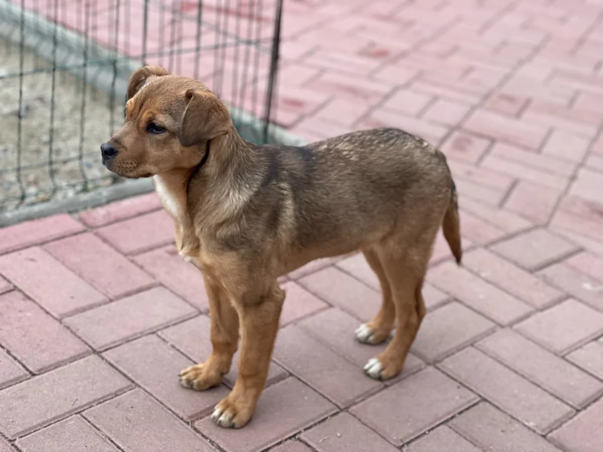 Lore, female Mixed Breed for adoption at Glückshunde Schweiz, Glueckshunde photo 8