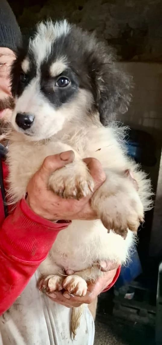 Lucky, male Mixed Breed for adoption at Glueckshunde