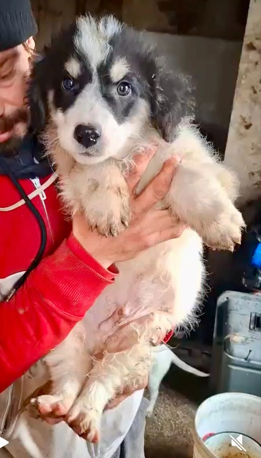 Lucky, male Mixed Breed for adoption at Glückshunde Schweiz, Glueckshunde photo 2