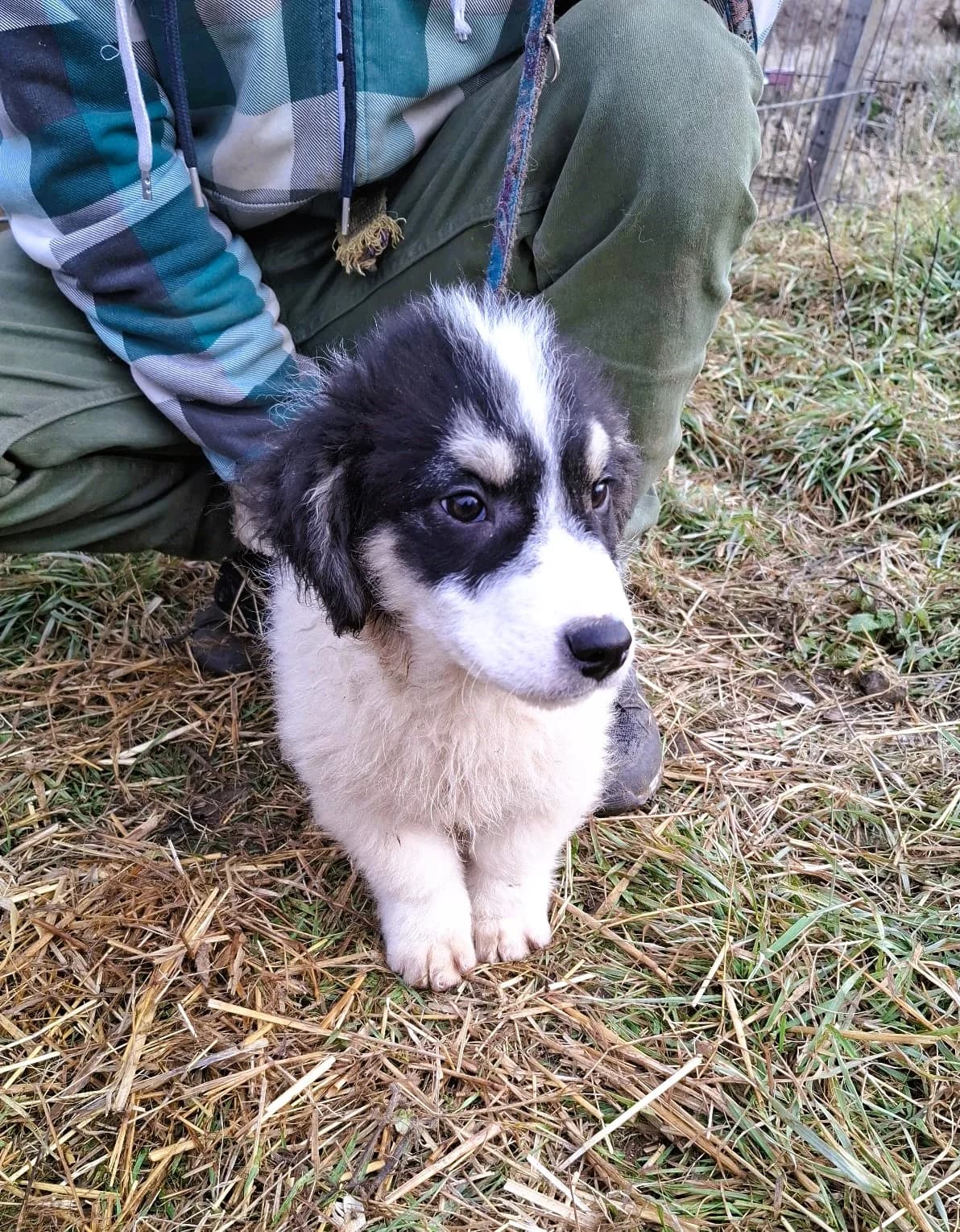 Lucky, male Mixed Breed for adoption at Glückshunde Schweiz, Glueckshunde photo 4