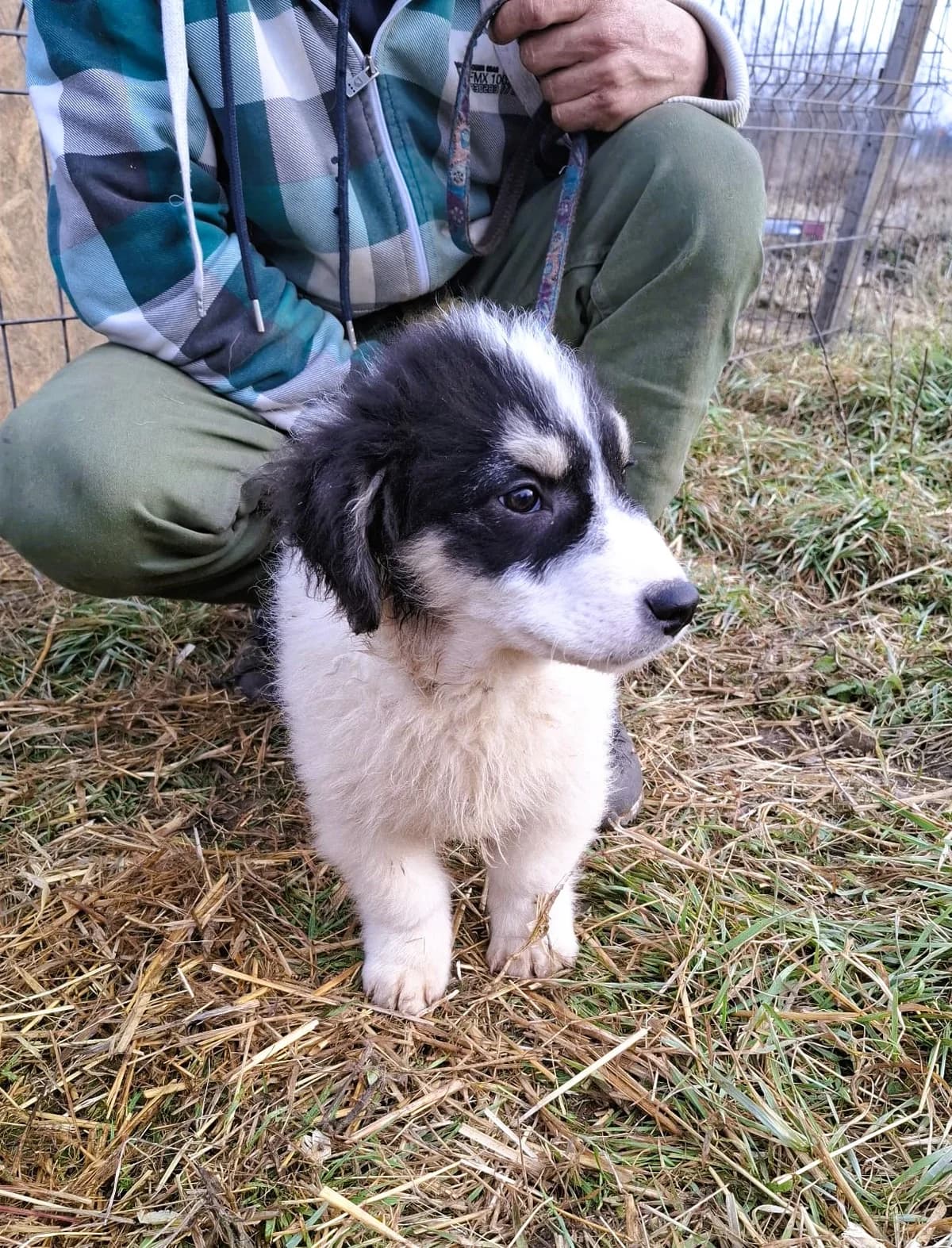 Lucky, male Mixed Breed for adoption at Glückshunde Schweiz, Glueckshunde photo 6