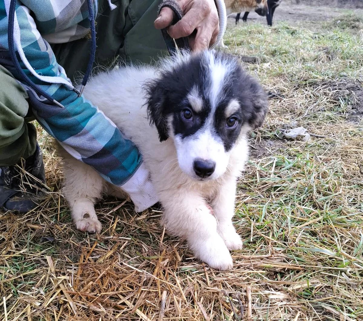 Lucky, male Mixed Breed for adoption at Glückshunde Schweiz, Glueckshunde photo 7