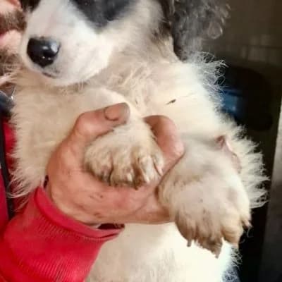 Lucky, male Mixed Breed for adoption at Glückshunde Schweiz, Glueckshunde photo 8