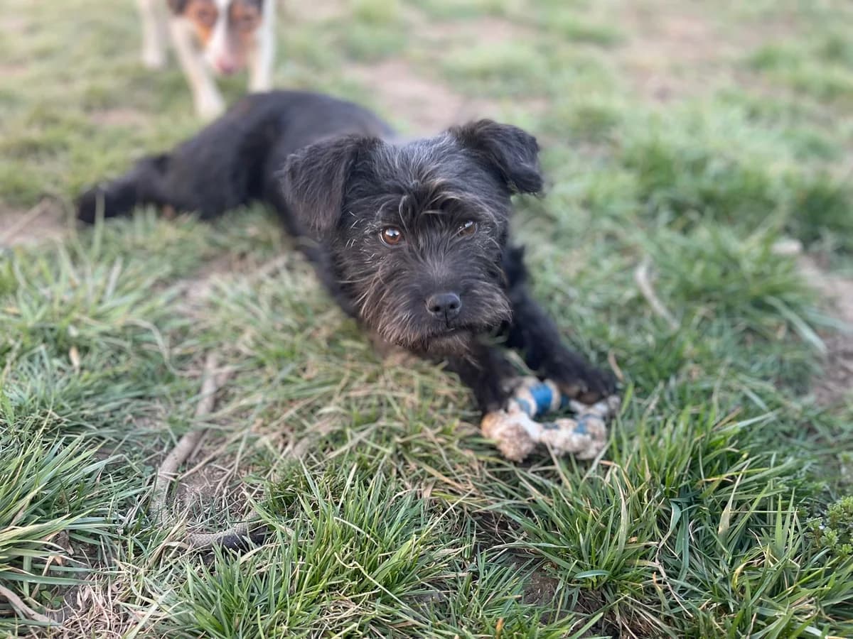 Luna, female puppy Mixed Breed for adoption at Glückshunde Schweiz, Glueckshunde