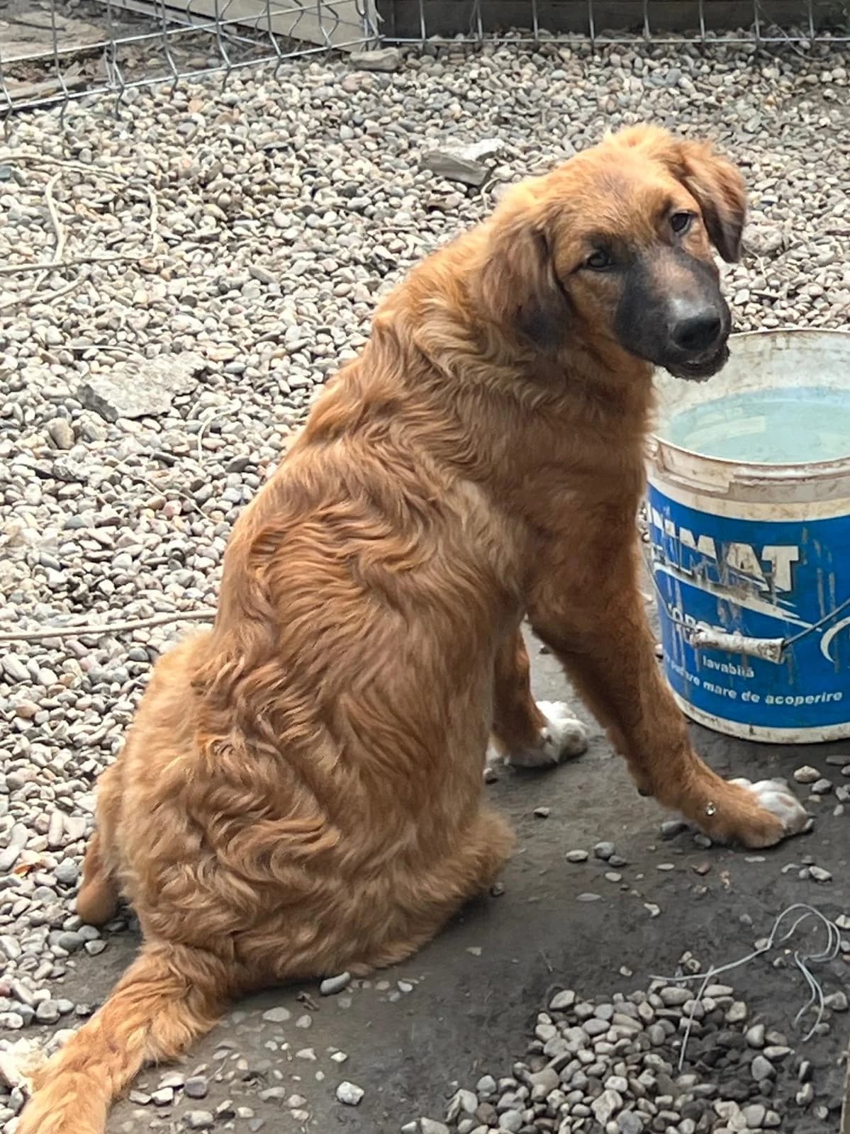 Malte, male young Mixed Breed for adoption at Glückshunde Schweiz, Glueckshunde