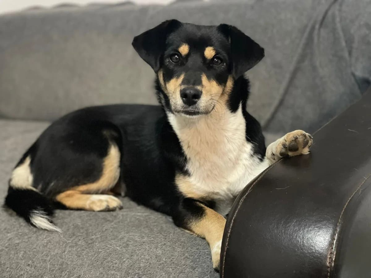 Mara, female Mixed Breed for adoption at Glueckshunde