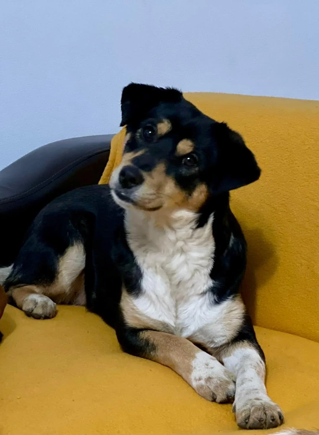 Mara, female Mixed Breed for adoption at Glückshunde Schweiz, Glueckshunde photo 2