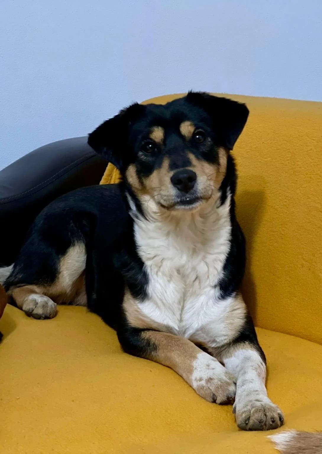 Mara, female Mixed Breed for adoption at Glückshunde Schweiz, Glueckshunde photo 3