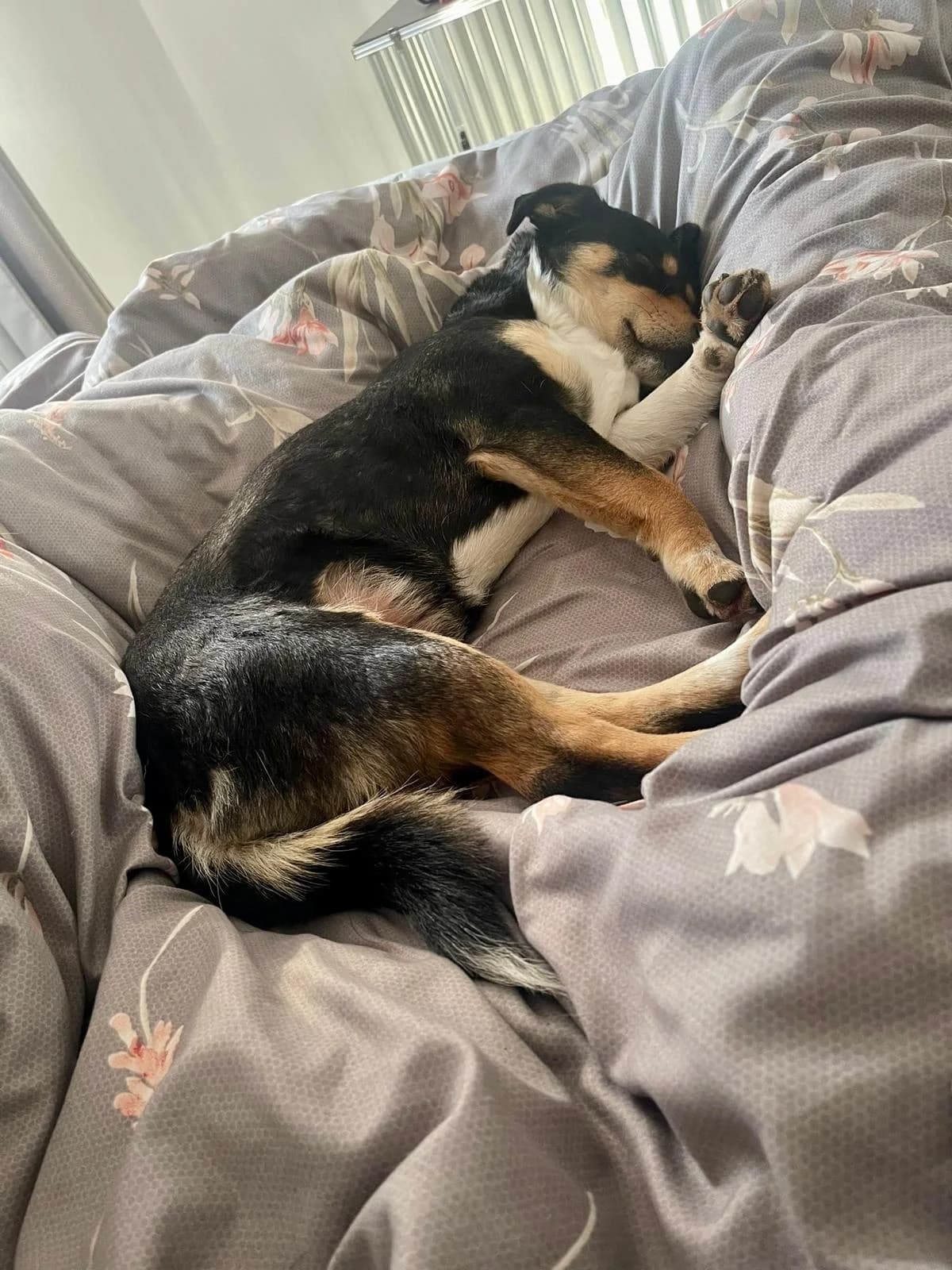 Mara, female Mixed Breed for adoption at Glückshunde Schweiz, Glueckshunde photo 4