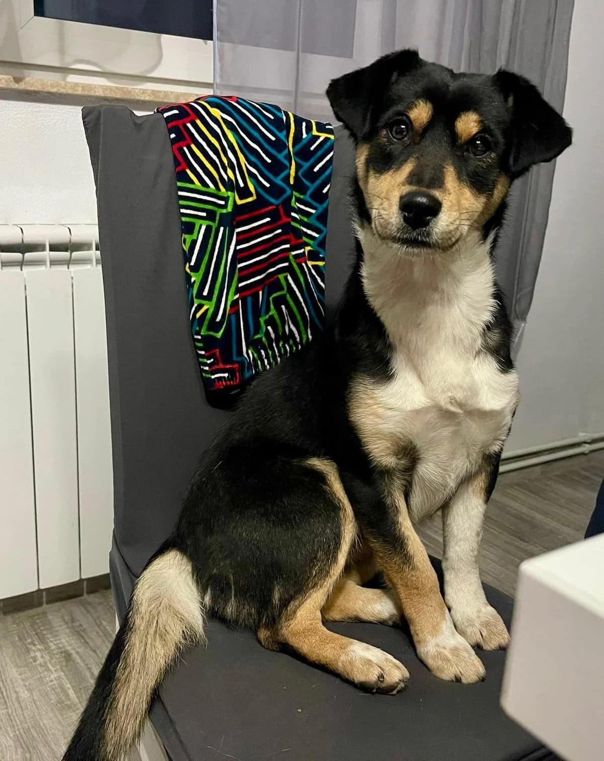 Mara, female Mixed Breed for adoption at Glückshunde Schweiz, Glueckshunde photo 5