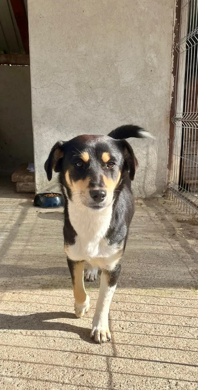 Mara, female Mixed Breed for adoption at Glückshunde Schweiz, Glueckshunde photo 6