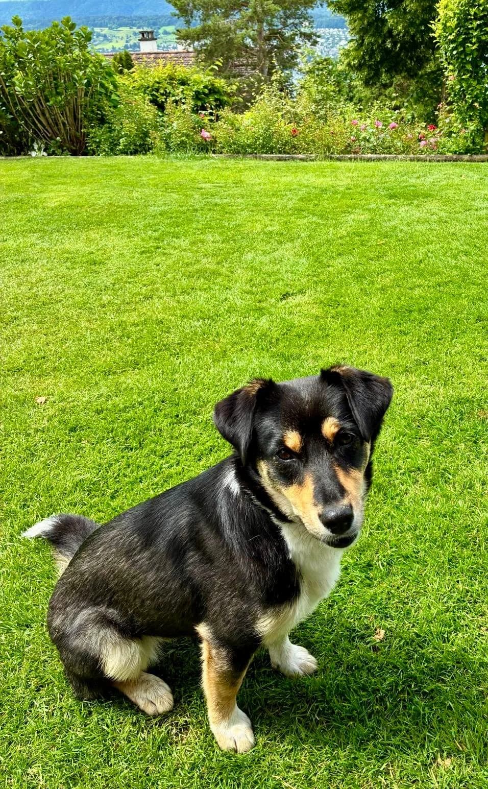 Mara, female Mixed Breed for adoption at Glückshunde Schweiz, Glueckshunde photo 7