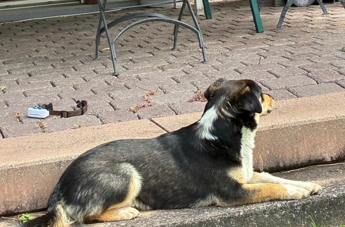 Mara, female Mixed Breed for adoption at Glückshunde Schweiz, Glueckshunde photo 8