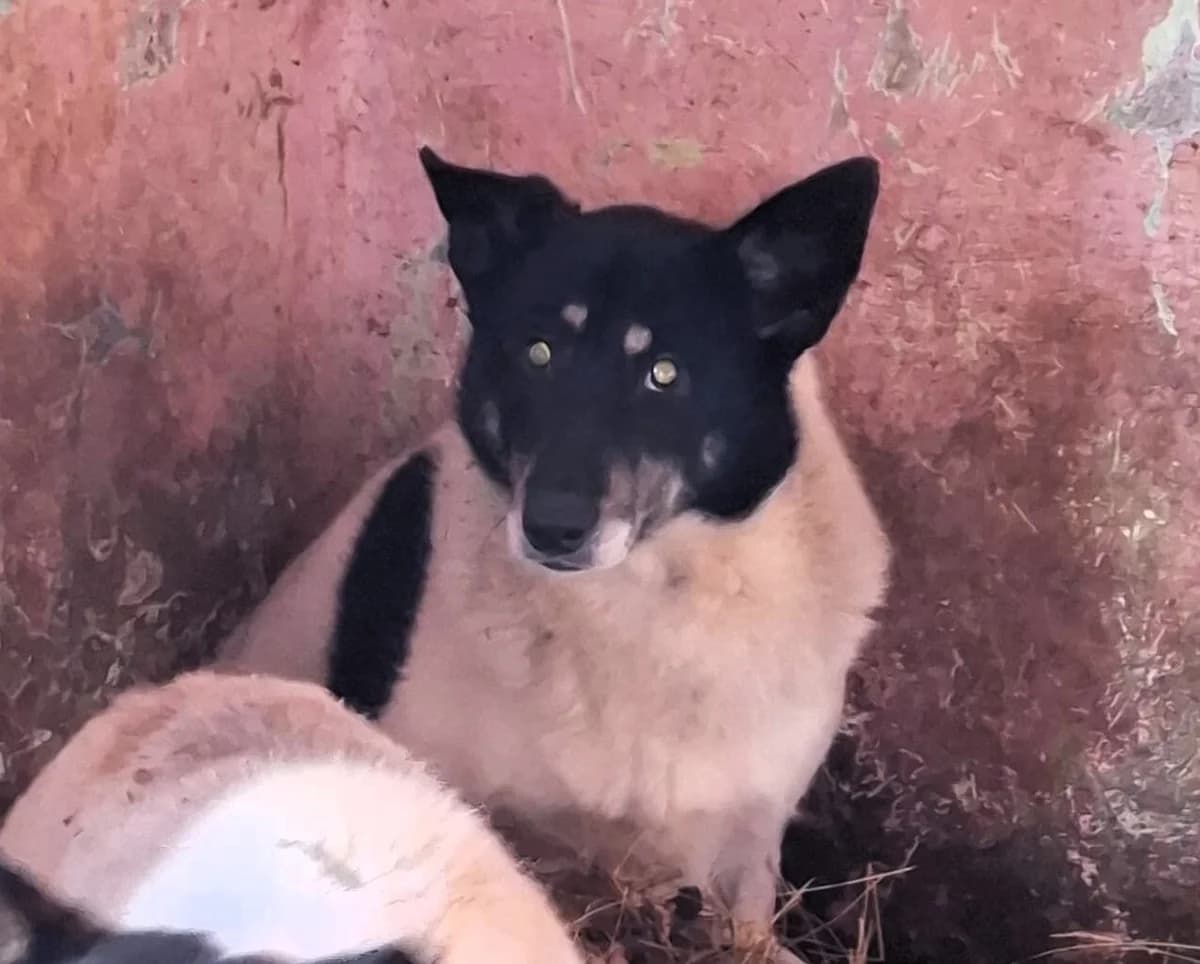 Max, male Mixed Breed for adoption at Glueckshunde