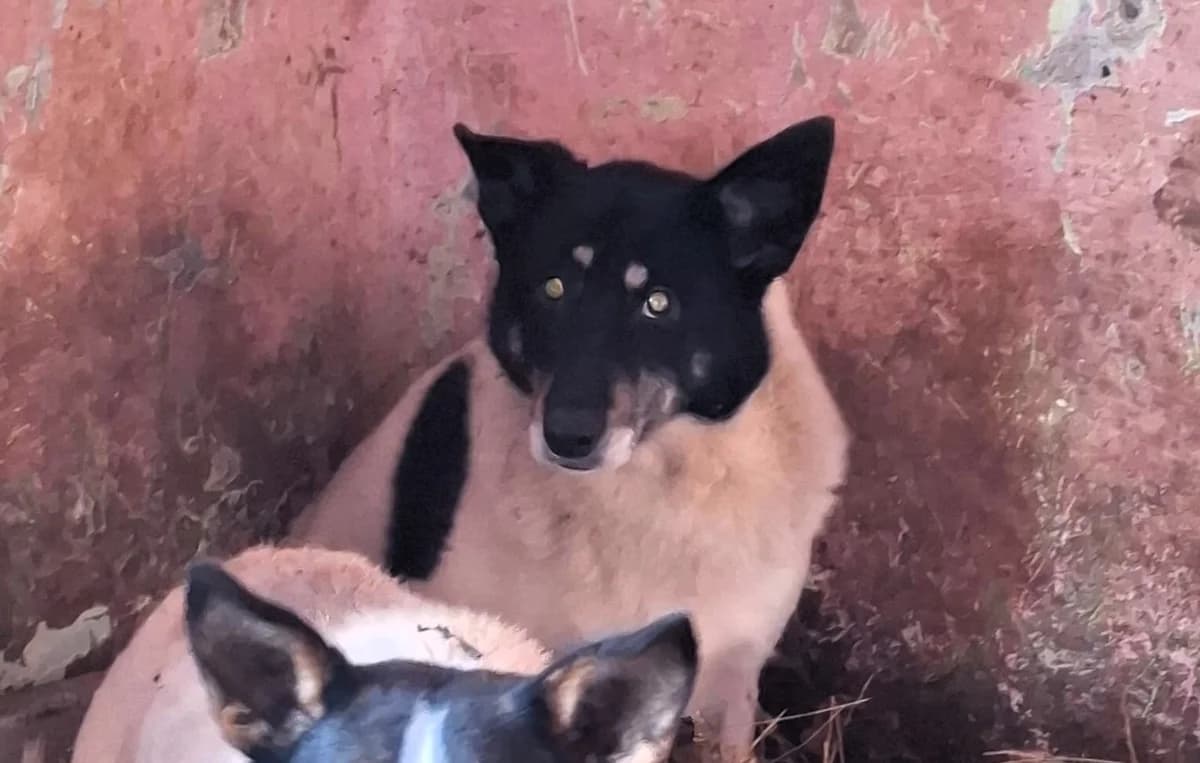 Max, male Mixed Breed for adoption at Glückshunde Schweiz, Glueckshunde photo 2
