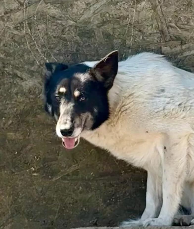 Max, male Mixed Breed for adoption at Glückshunde Schweiz, Glueckshunde photo 3