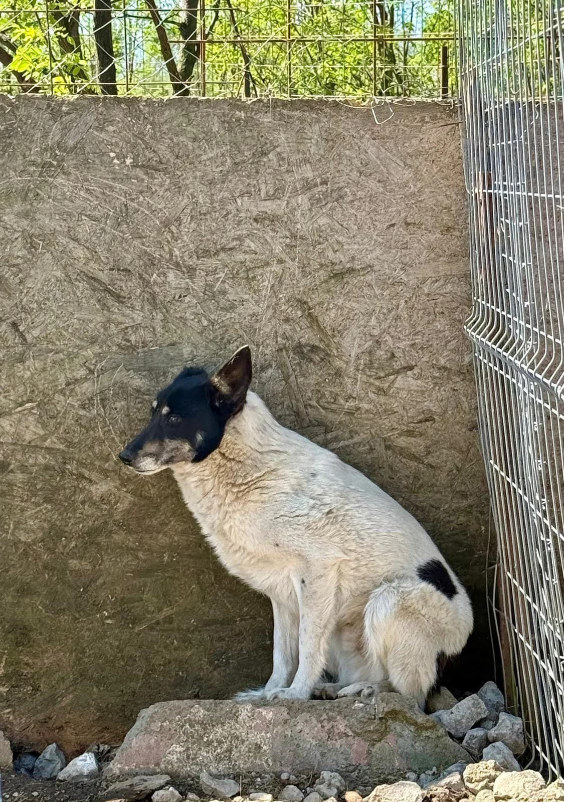 Max, male Mixed Breed for adoption at Glückshunde Schweiz, Glueckshunde photo 4